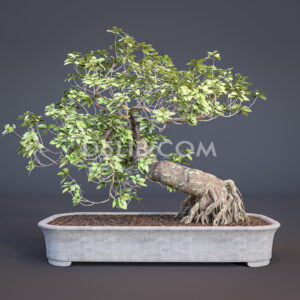 Free Bonsai Tree Model Assets For D5 Render Download-134