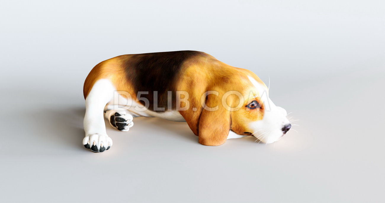 Free Dog Animal Assets For D5 Render Download-103