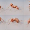 D5lib Ant Animated (1)