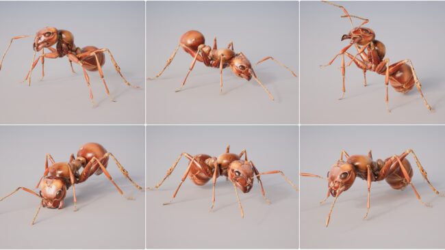 D5lib Ant Animated (1)