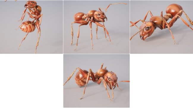 D5lib Ant Animated (2)