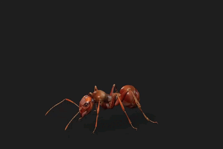 D5lib Ant Animated