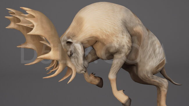 D5lib Moose Animated (1)