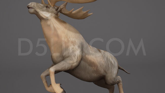 D5lib Moose Animated (2)