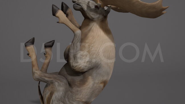 D5lib Moose Animated (3)