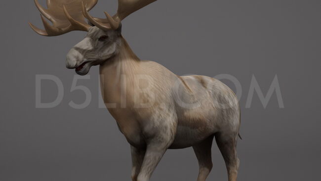 D5lib Moose Animated (5)