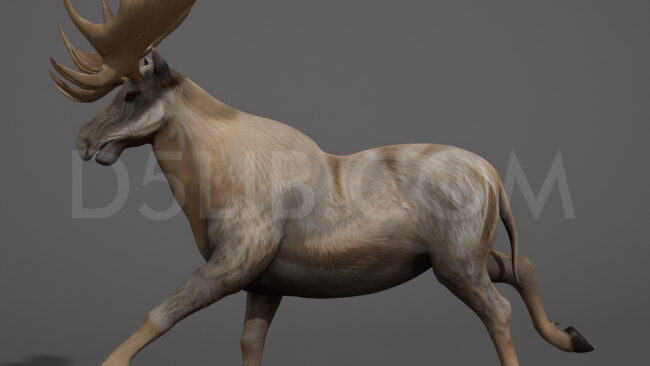 D5lib Moose Animated (7)