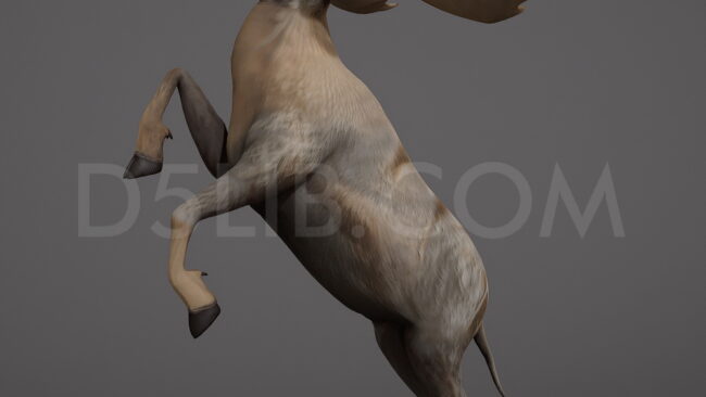 D5lib Moose Animated (8)