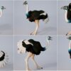 D5lib Ostrich Animated (1)