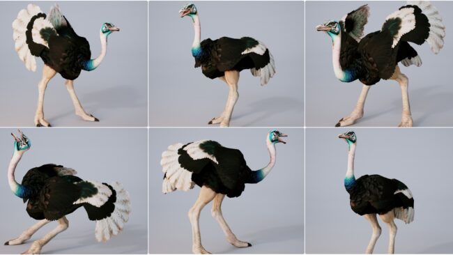 D5lib Ostrich Animated (1)
