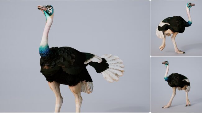 D5lib Ostrich Animated (2)