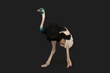 D5lib Ostrich Animated