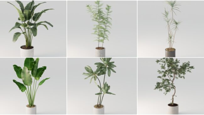 D5lib Plant 25_1 (3)