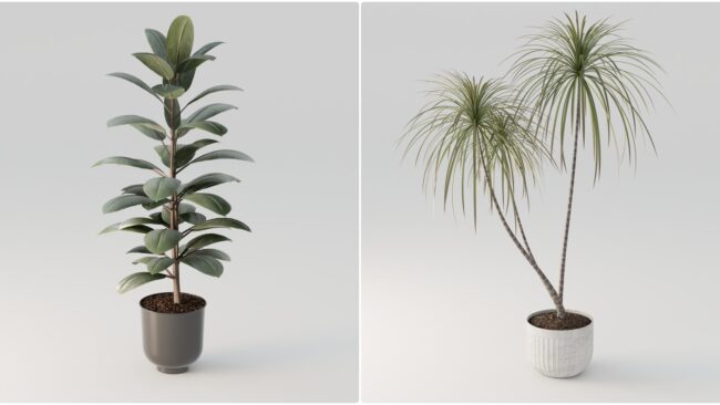 D5lib Plant 25_1 (4)
