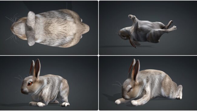 D5lib Animated Rabbit (2)