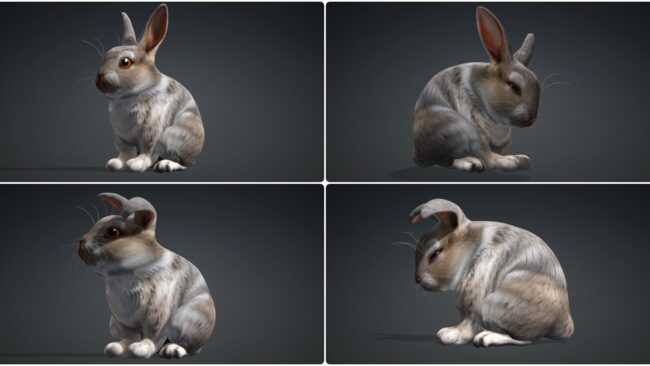 D5lib Animated Rabbit (3)