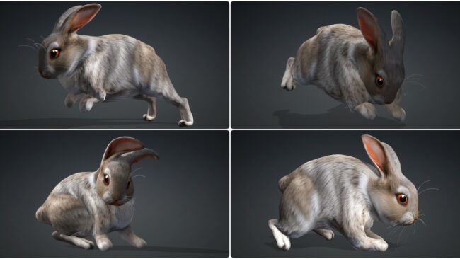 D5lib Animated Rabbit (4)