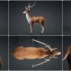 D5lib Animated Deer26_v1 (1)